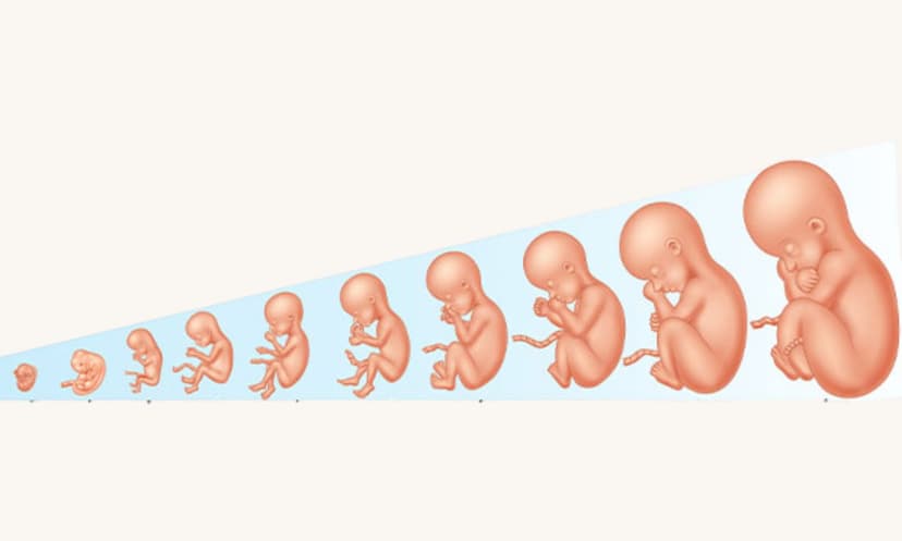 How Your Baby Grows: Week-by-Week Insights