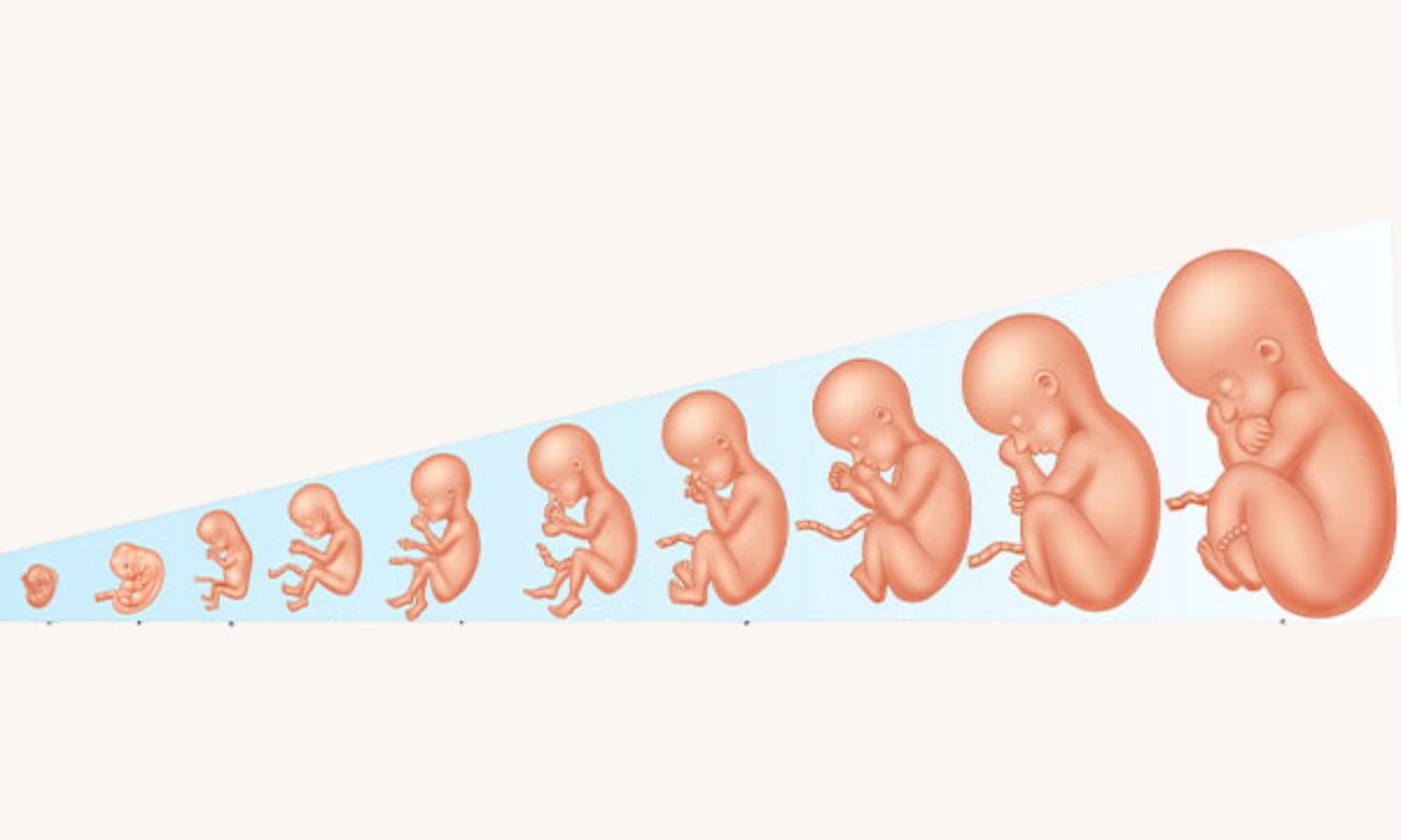 How Your Baby Grows: Week-by-Week Insights